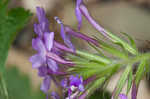 Rose verbena